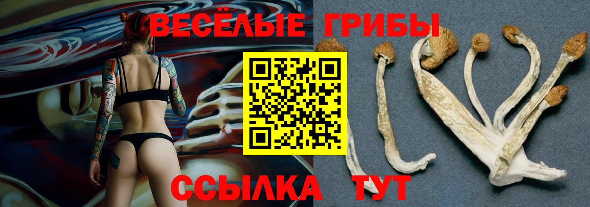 Камень-на-Оби  Псилоцибиновые грибы мицелий  Вход с VPN 